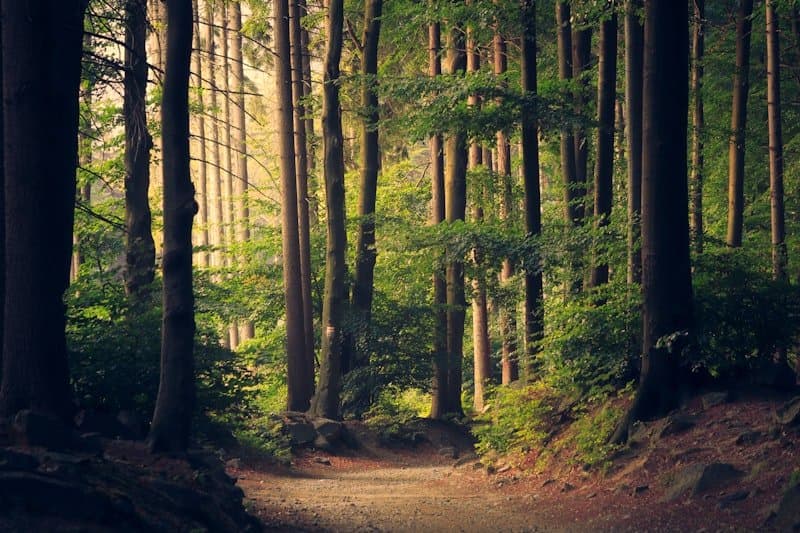 Nature Meditation
