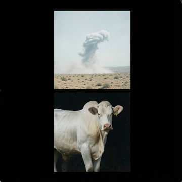 Brahmans and Charolais Country